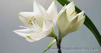 Death notices and funeral announcements from the News Shopper