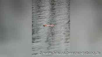 Frauentorso schwimmt im Kanal – Feuerwehr muss zugreifen