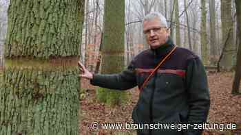 Versuch zum Schutz der Wolfsburger Eichen ist gescheitert