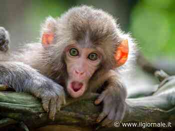 Altro che Intelligenza artificiale. È il pianeta delle scimmie