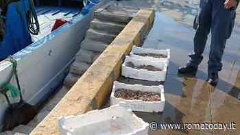 Razze e lumache di mare ancora vive: sequestrati 30 chili di pesce venduto senza autorizzazioni