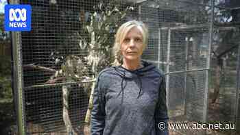 Former volunteers at odds with Wildlife Victoria over animal rescues