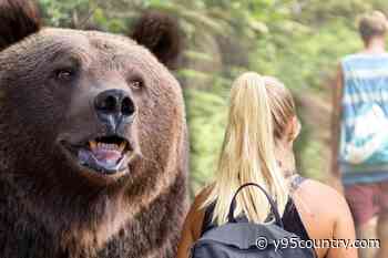 Absolute WORST Things to Do If Attacked By a Bear When Hiking
