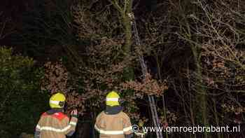 112-nieuws: kat in boom • stroomstoring Asten