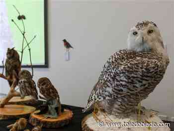 Metroparks Toledo hosts Superb Owl party before Super Bowl LIX