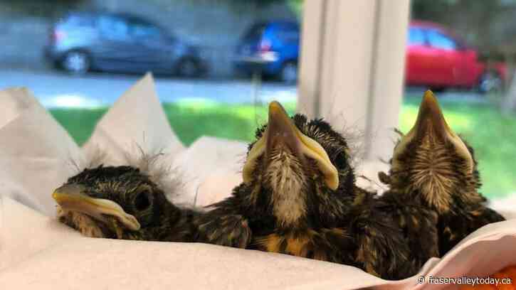 Fraser Valley wildlife center sees growing need ahead of spring and summer months