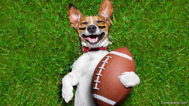 How to watch the 2025 Puppy Bowl online