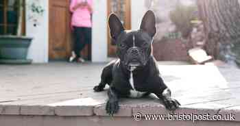 Dog owners warned to take action or face a huge payout