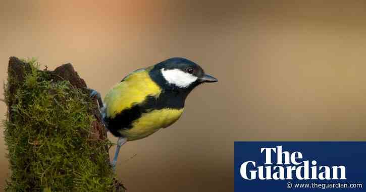 Country diary: A burbling blackbird, an early great tit – the sounds of spring are starting to happen | Lev Parikian