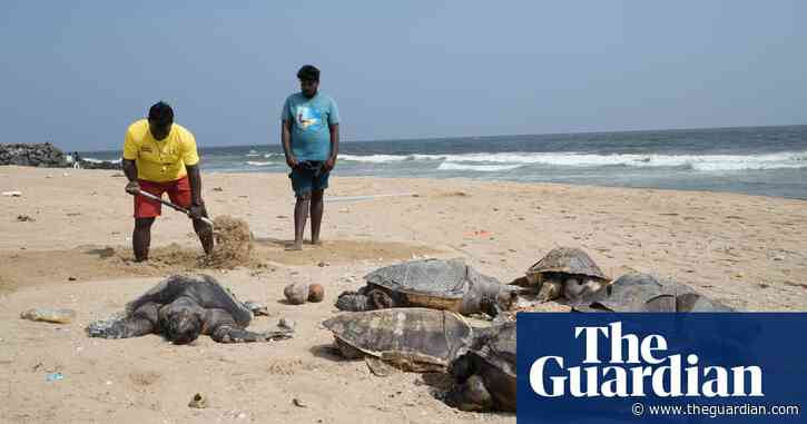 More than 1,100 dead sea turtles washed up along southern India’s coastline