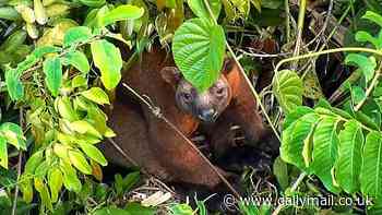 One of Australia's rarest marsupials spotted as drone technology allows groundbreaking new study