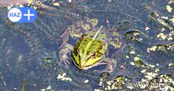 Stadt Hannover lässt Gehölze für den Naturschutz roden