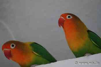 Wie zwei Papageien Einbrecher in die Flucht geschlagen haben
