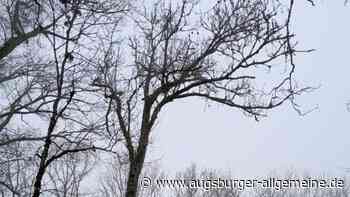 Baumfällarbeiten an der Iller: Wege und Parkplätze werden gesperrt