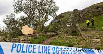 Sycamore Gap trial date announced for men accused of hacking down much-loved tree