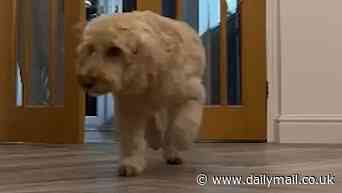 Bone Appetit! 4 plucky pooches taste the world's first LAB-GROWN dog treats - with hilarious results