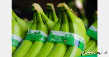 Peruaanse bio-bananenoogst zakt weg
