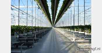 Aardbeien in Nederland, België en Duitsland steeds meer een bedekte teelt