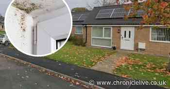 Date set for new renting rule forcing landlords to investigate mould in major overhaul