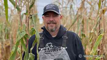 Less acid rain has actually posed problems for Maritime corn crops