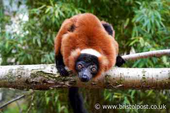 Bristol zoo welcomes endangered primates visitors will hear before they see them