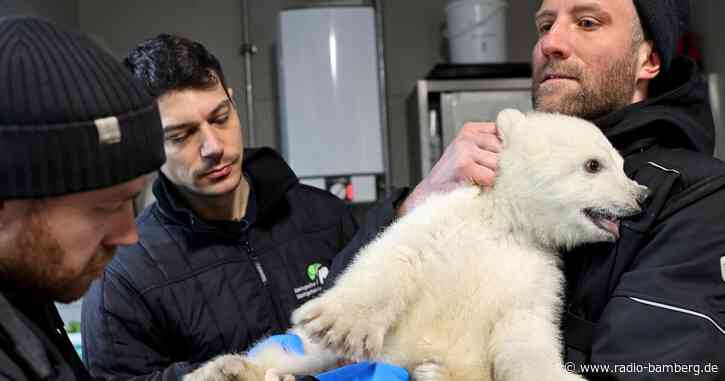 Es ist ein Junge – Eisbärenbaby ist gesund und stark