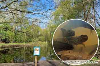 Mortsel wenst van Klein-Zwitserland Noord ook een officieel erkend natuurreservaat te maken