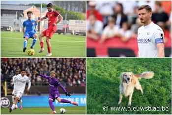 IN PROVINCIALE IS HET OOK PLEZANT. Sterren kijken in Sterrebeek, D’Hondt kwispelt van plezier en cafévoetbal to the rescue