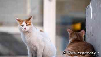 Festa del Gatto alla Piramide Cestia