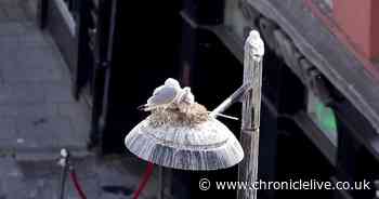 River Tyne kittiwake research project calls for public to submit pictures and video of birds
