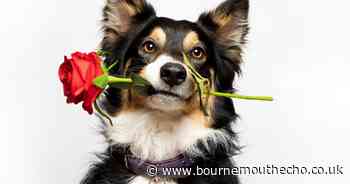 Pooches pip partners this Valentine's Day, research reveals