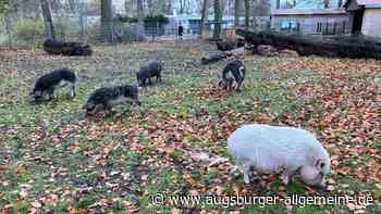 „Jetzt trainieren wir gutes Benehmen“: Das sind die neuen Tiere im Ulmer Tiergarten