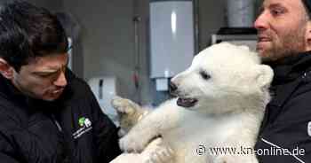 Es ist ein Junge! Das Eisbärenbaby ist gesund und stark