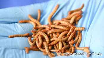 In diesen Lebensmitteln könnten ab heute Mehlwürmer stecken