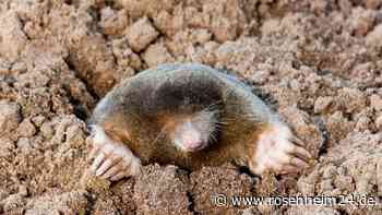 Rentner rastet aus: Maulwurf-Massaker mit Autoabgasen in Bayern