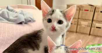Tierheim Bamberg: Katzen-Schwestern "hatten schweren Start ins Leben"