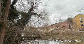 Bamberg: Weiden am Ufer werden gefällt - zur Sicherung der Schifffahrt