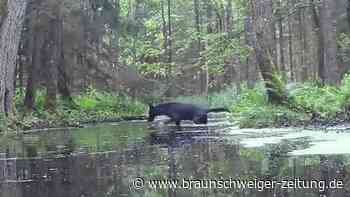 Zwei seltene schwarze Wölfe in Polen gesichtet
