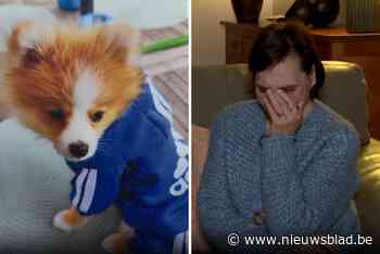 “Ace werd voor mijn ogen in stukken gescheurd”: hondje doodgebeten in Wilrijk, buren willen maatregelen tegen Duitse scheper in straat
