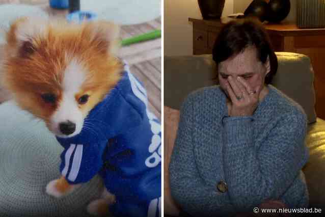 “Ace werd voor mijn ogen in stukken gescheurd”: hondje doodgebeten in Wilrijk, buren willen maatregelen tegen Duitse scheper in straat