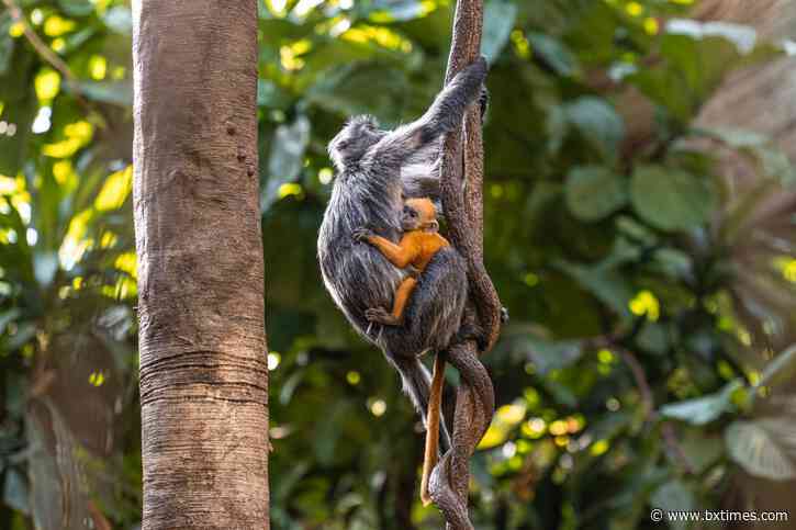 Monkeying around: Bronx Zoo debuts baby silvered langur monkey
