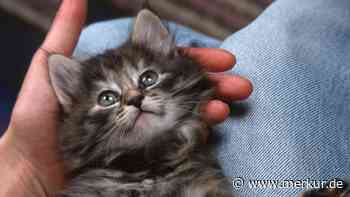 Vom Kleinsten im Wurf zur Riesenkatze: Lous erstaunliche Verwandlung