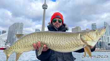 Local angler catches nearly metre-long muskie in Toronto Harbour