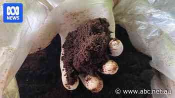 Indigenous business works to divert tonnes of food waste from tip