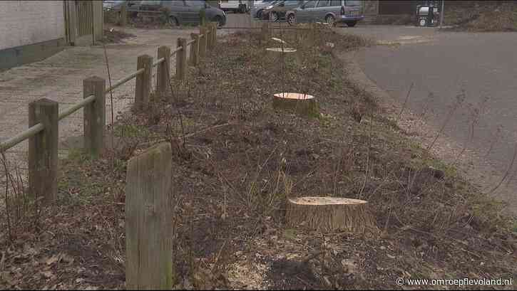 Lelystad - Omgezaagde bomen in Damrif hadden essentaksterfte zegt gemeente