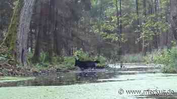 Äußert selten in Europa: Video zeigt seltene Tiere in deutschem Nachbarland