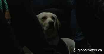 Service dogs in training attend Edmonton Symphony Orchestra rehearsal 