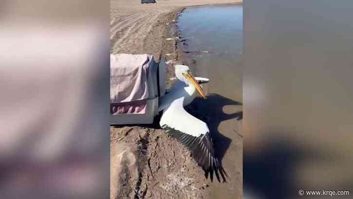 Injured pelican found in Santa Fe brought back to health, released into the wild