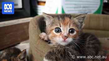 Microchip data for tens of thousands of Australian pets at risk