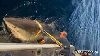 #TheMoment researchers tagged a 4.2-metre long male shark — their largest ever